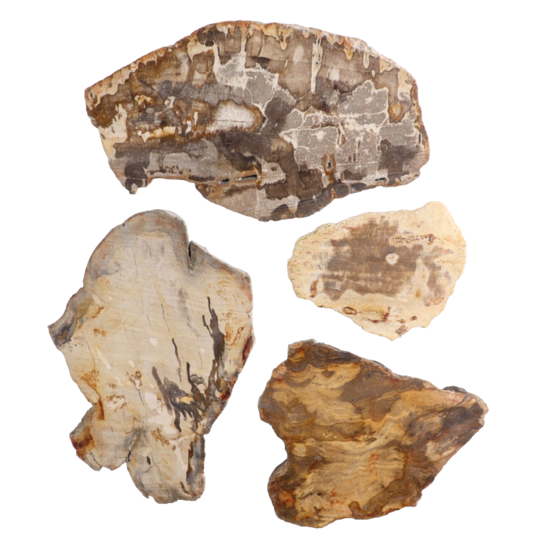 Petrified Wood Slab