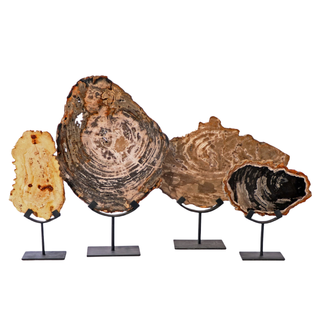 Petrified Wood on Stand