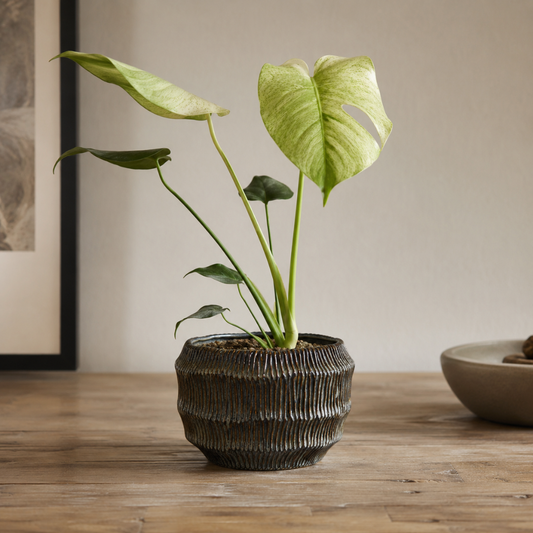 Carter Pot