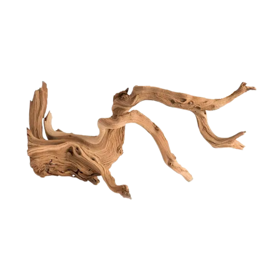 Sculptural Manzanita Root