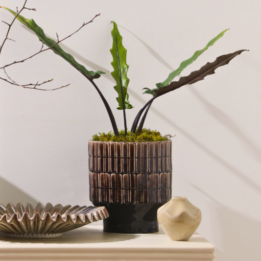 Mocha Planter