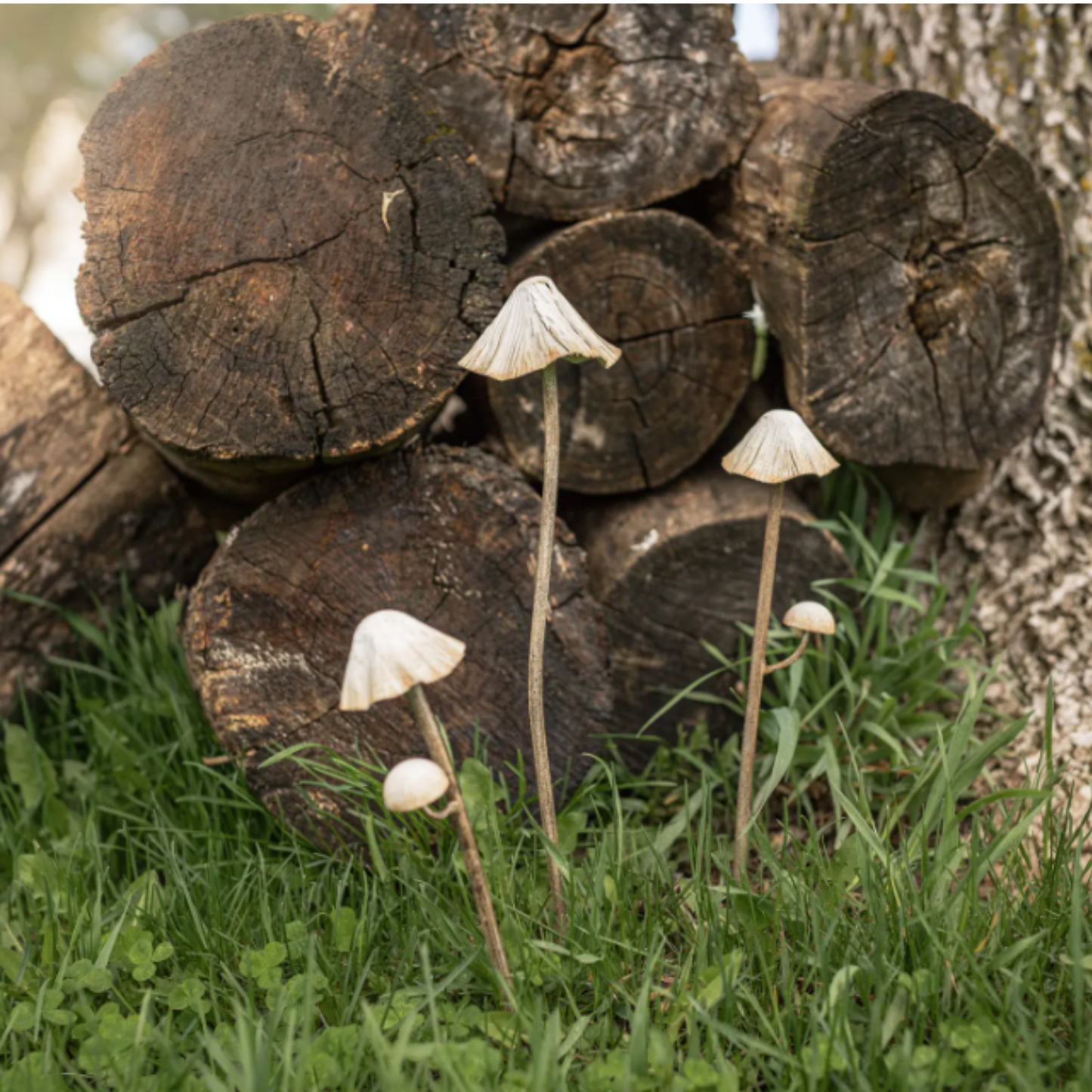 Mushroom Stems