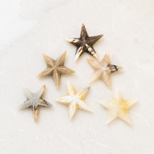 Onyx Starfish