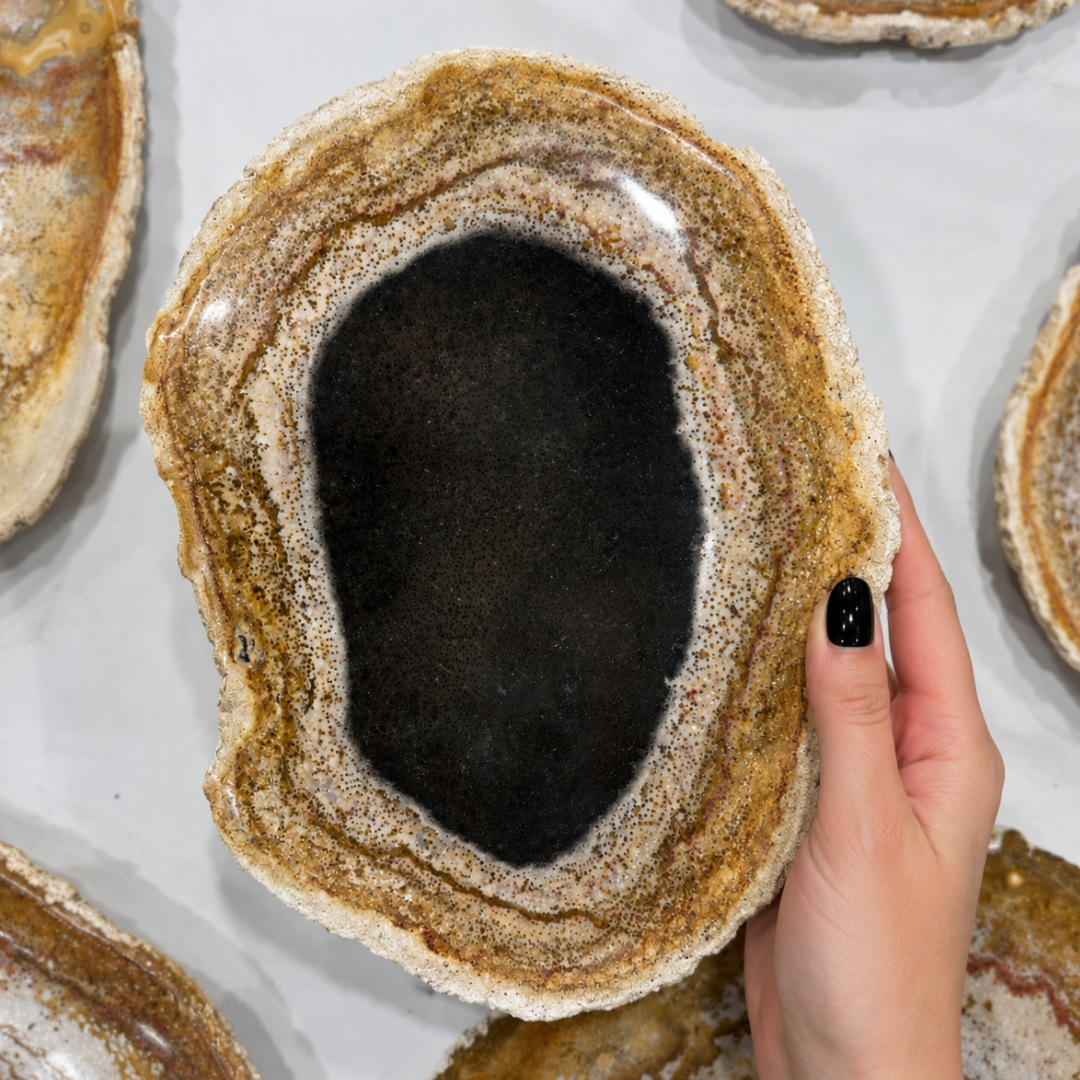 Natural Palm Root Tray