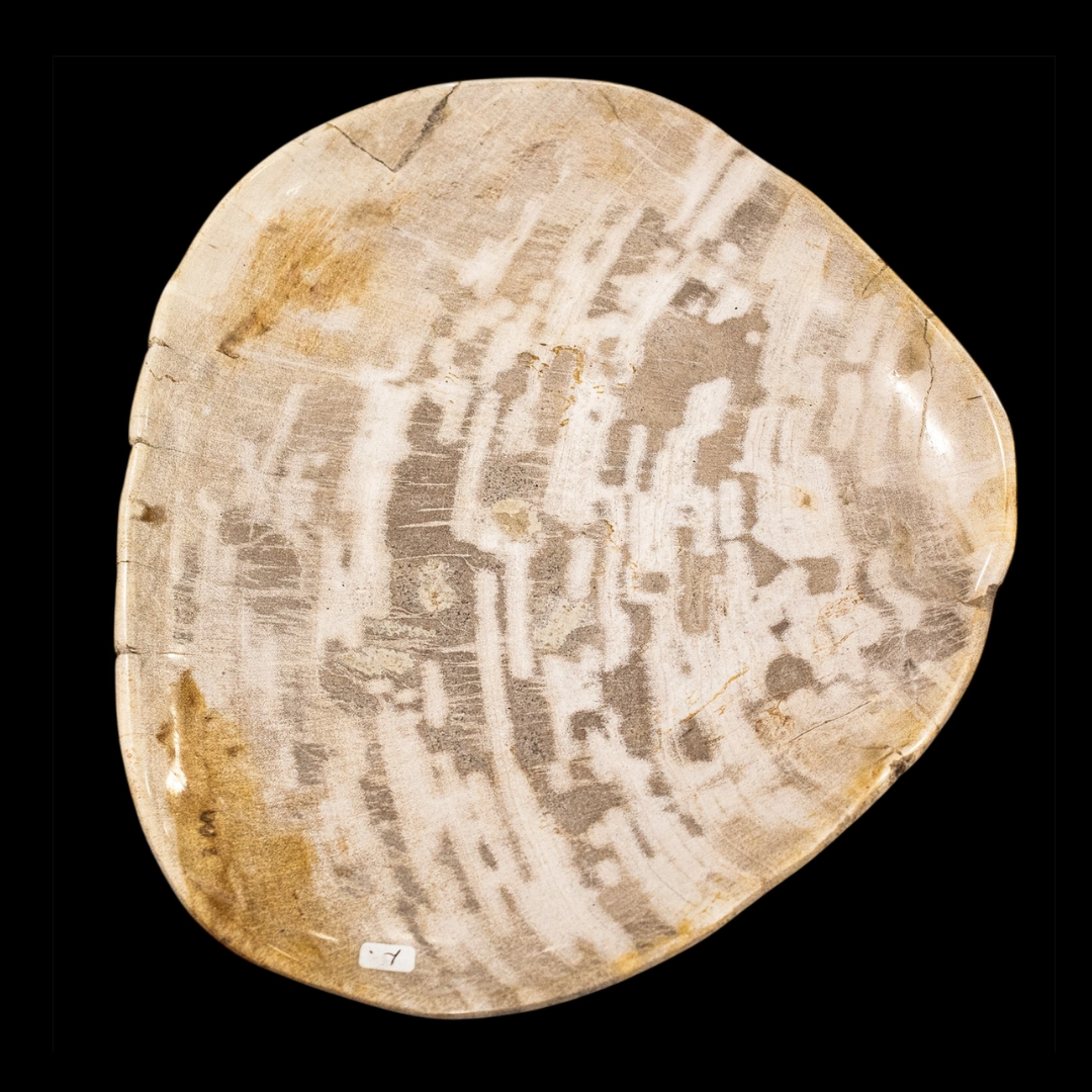 Petrified Wood Plate