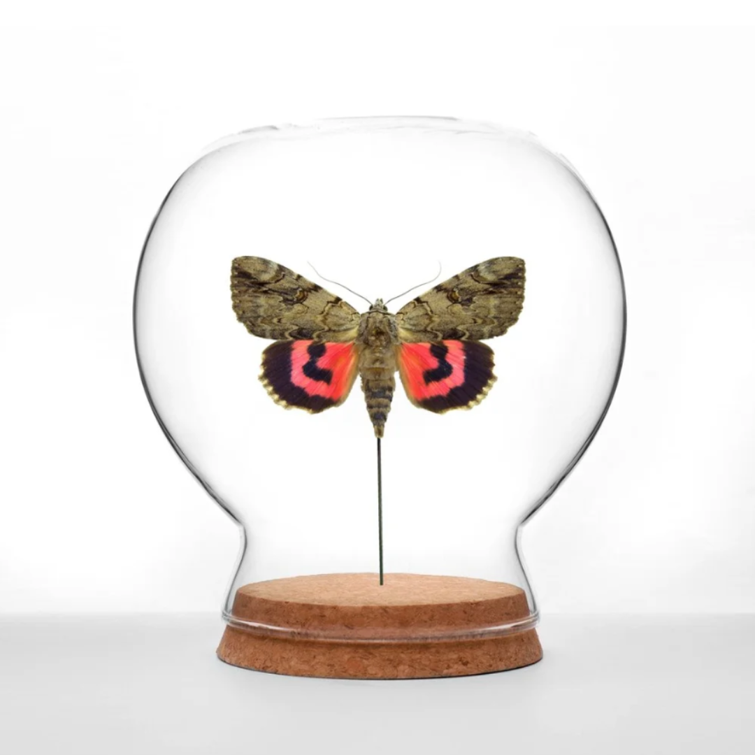 Butterfly Globe