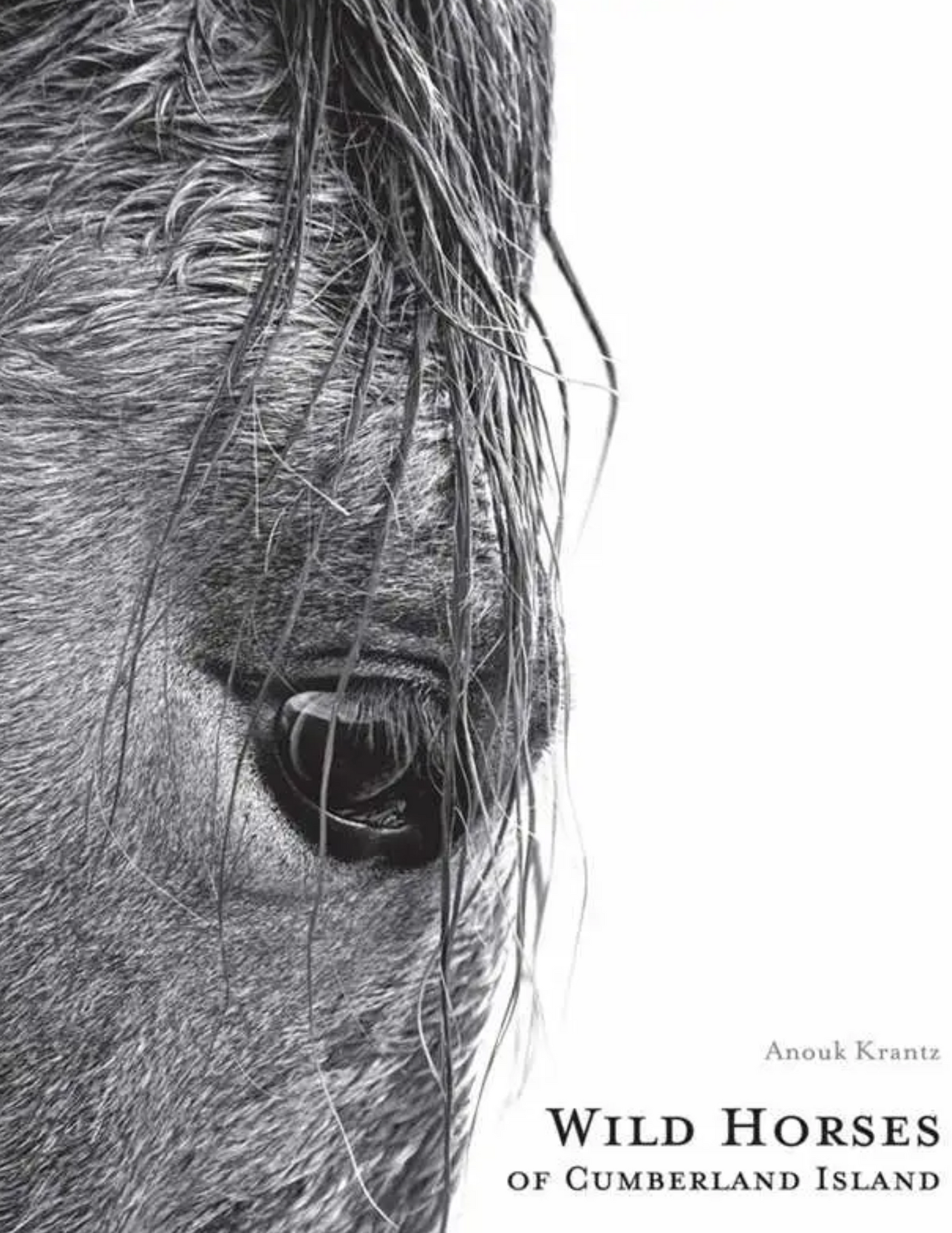 Wild Horses of Cumberland Island