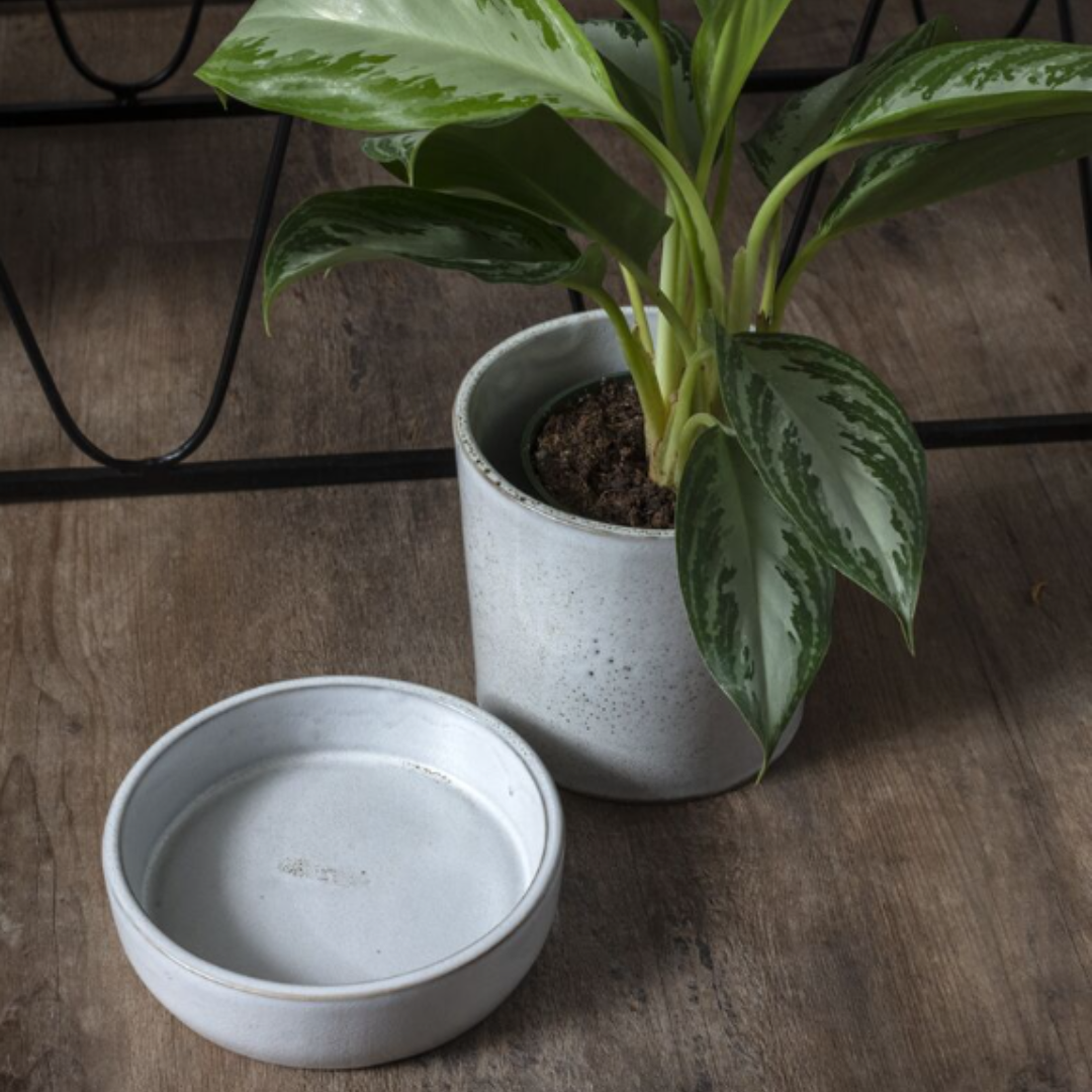 Wilson Pot